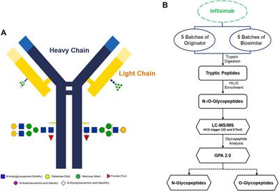 Advanced assessment through intact glycopeptide analysis of Infliximab’s biologics and biosimilar